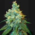 Jack Herer® Sensi Seed