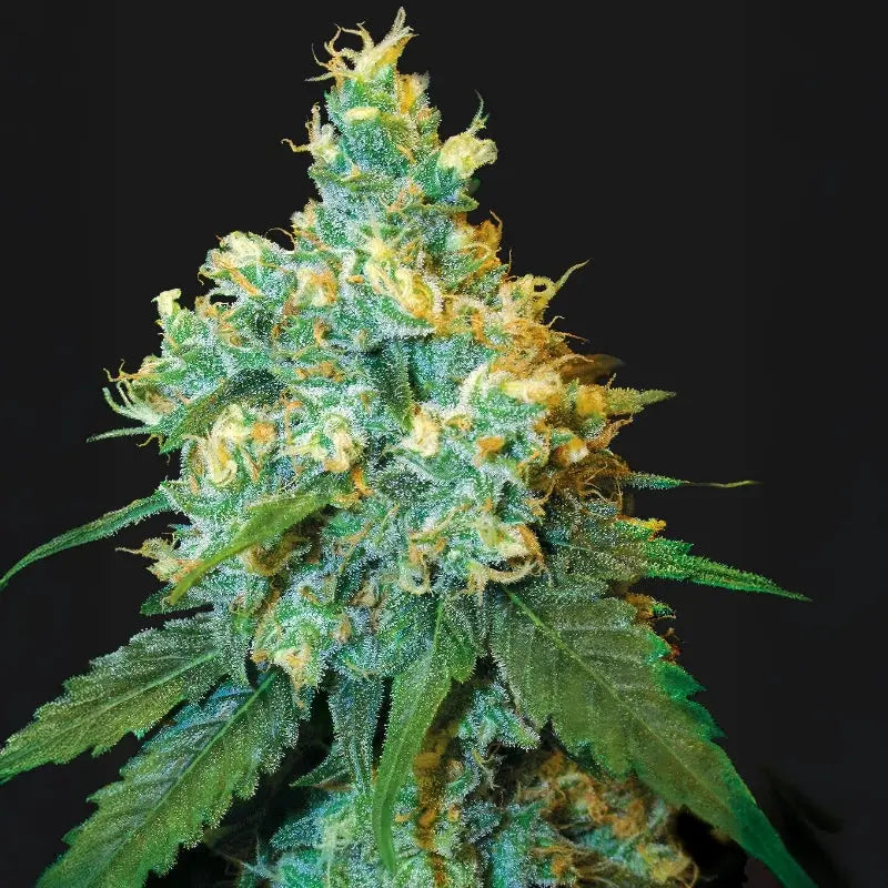 Jack Herer® Sensi Seed