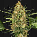 Blueberry Bubblegum Auto Sensi Seed