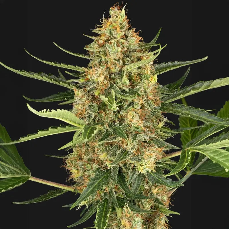 Blueberry Bubblegum Auto Sensi Seed
