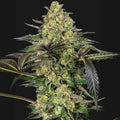 Grapevine Candy® Sensi Seed