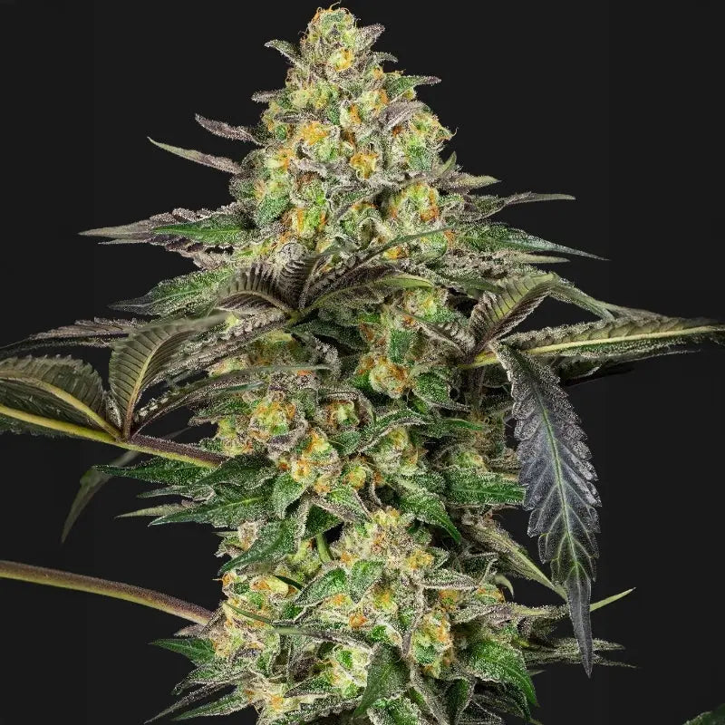 Grapevine Candy® Sensi Seed