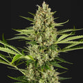 Jack Herer Auto Sensi Seed