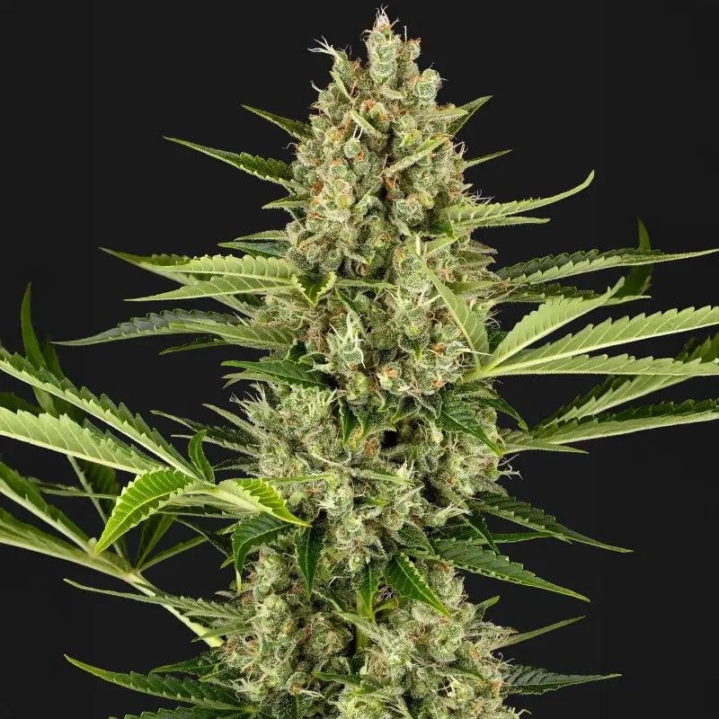 Jack Herer Auto Sensi Seed