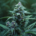 AK47 Auto Guardians of Genetics