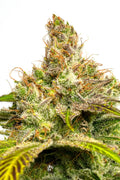 JYM's Blue Moon JYM Seeds