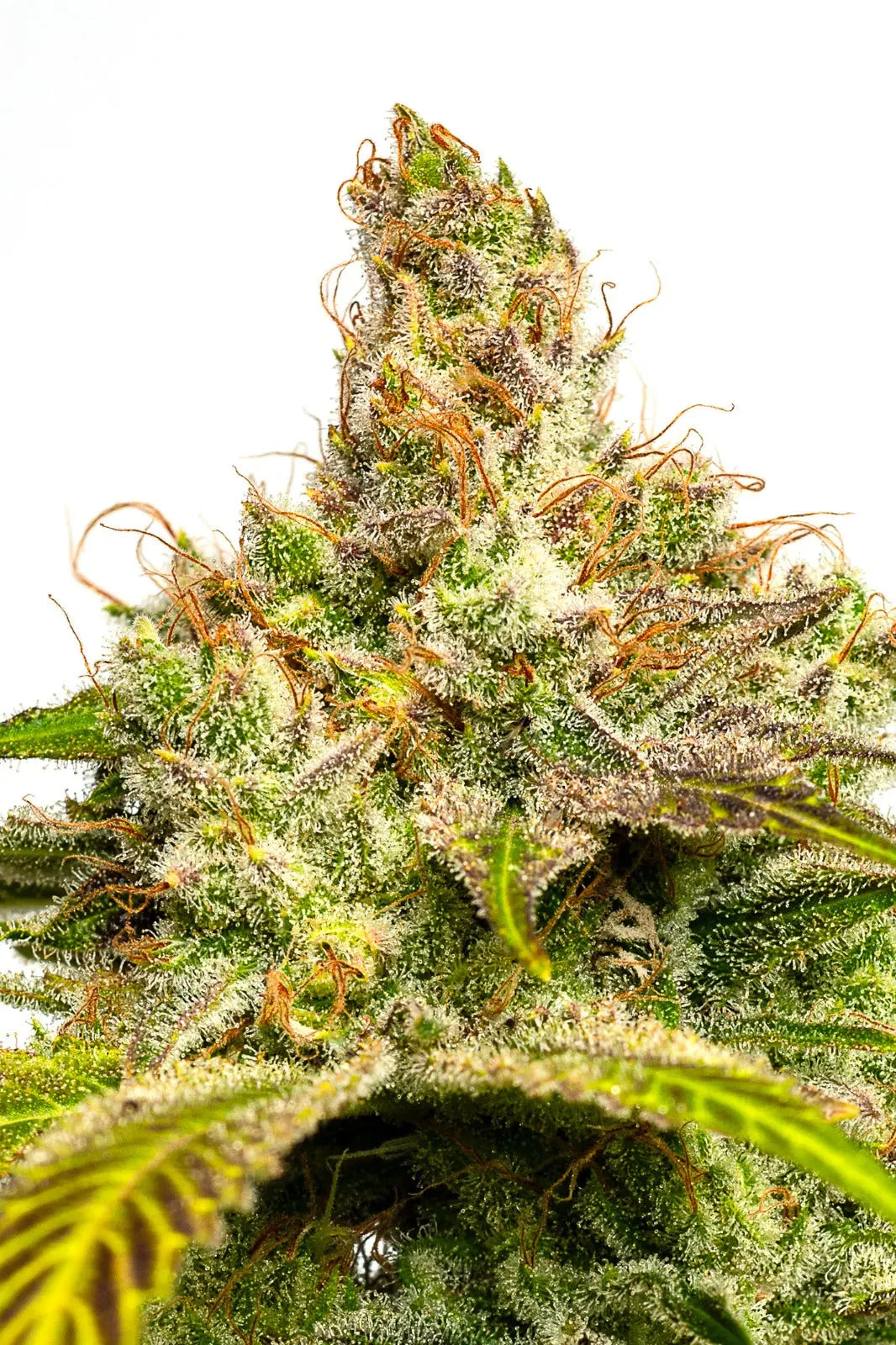 JYM's Blue Moon JYM Seeds