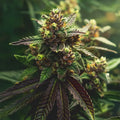Cream Mandarin Auto Guardians of Genetics
