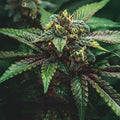 Critical X Cream Mandarin Auto Guardians of Genetics