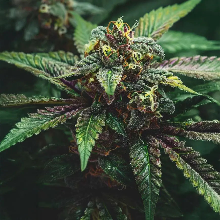 Critical X Cream Mandarin Auto Guardians of Genetics