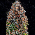 Criticalz Kush Guardians of Genetics