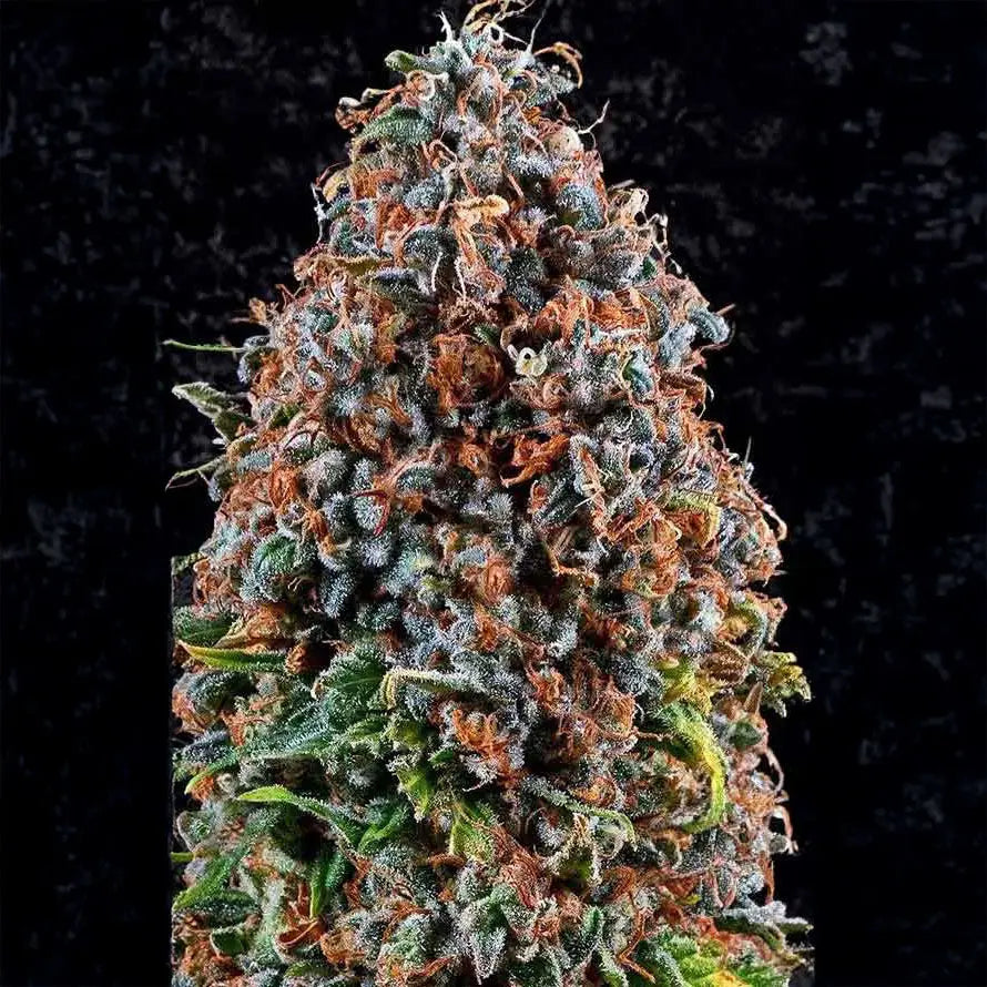 Criticalz Kush Guardians of Genetics