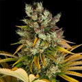 GMO Barneys Farm