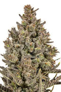 JYM's Lemon Haze JYM Seeds