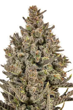 JYM's Lemon Haze JYM Seeds