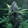 Magnum Auto Guardians of Genetics