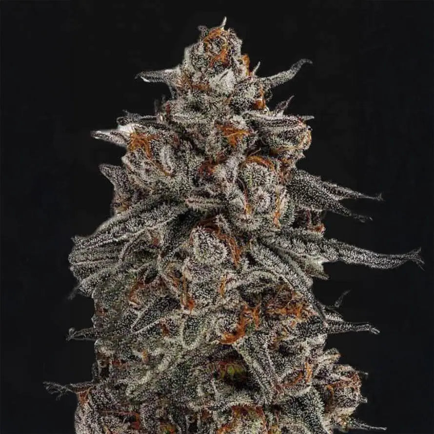 Orange Oreoz Guardians of Genetics