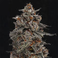 Orange Oreoz Guardians of Genetics