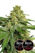 JYM's Saparot JYM Seeds