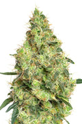 JYM's Tangerine JYM Seeds