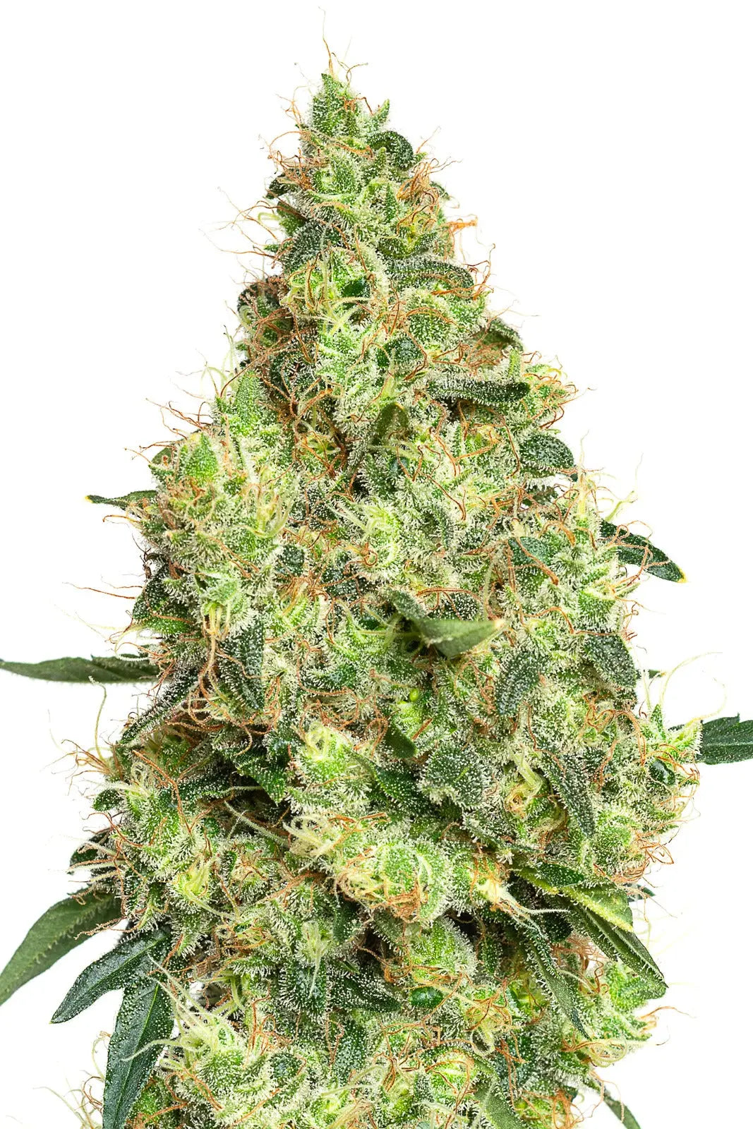 JYM's Tangerine JYM Seeds
