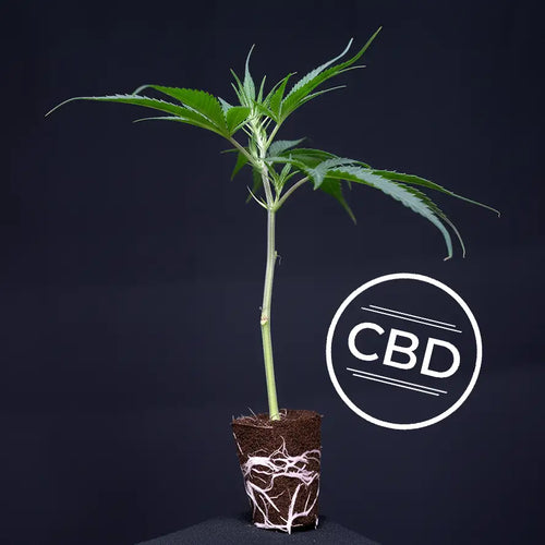 Amnesia CBD TB Farming