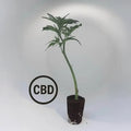Amnesia CBD TB Farming