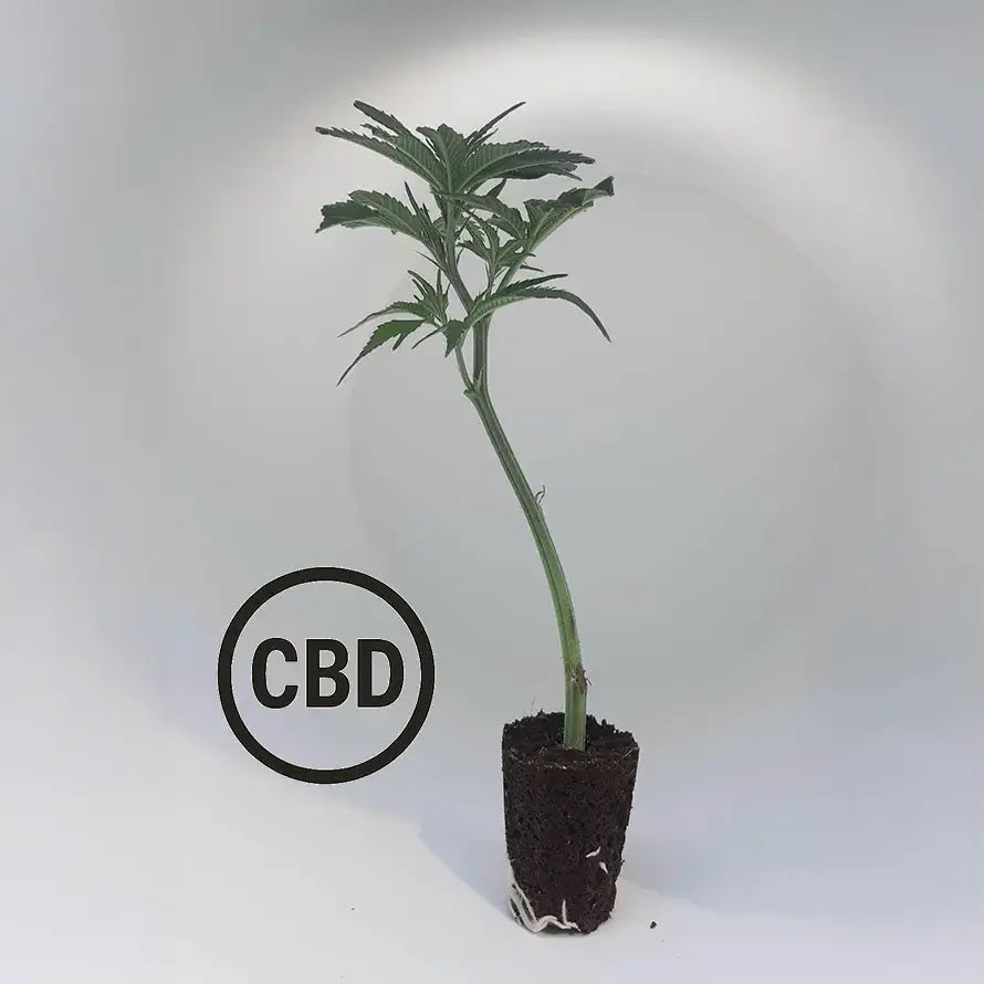 Amnesia CBD TB Farming