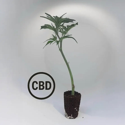 Amnesia CBD TB Farming