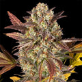 Amnesia Haze Auto Barneys Farm