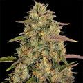 Amnesia Lemon Barneys Farm