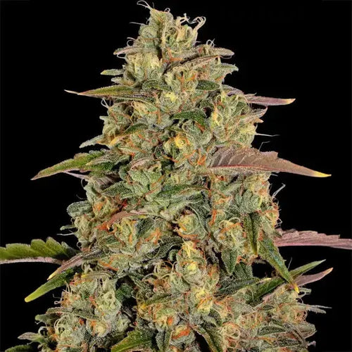 Amnesia Lemon Barneys Farm