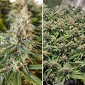Amsterdam Amnesia Dutch Passion