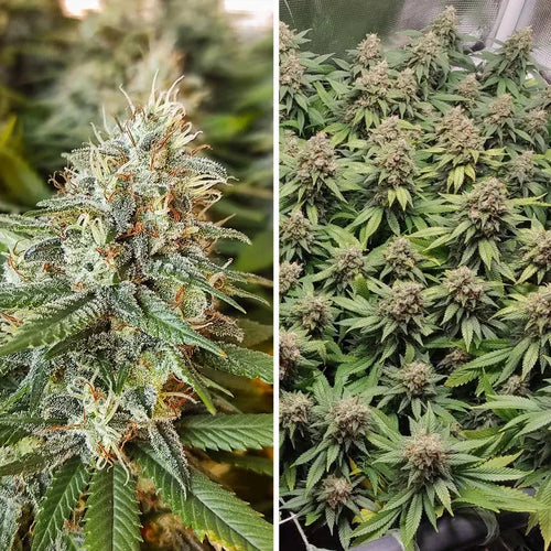 Amsterdam Amnesia Dutch Passion