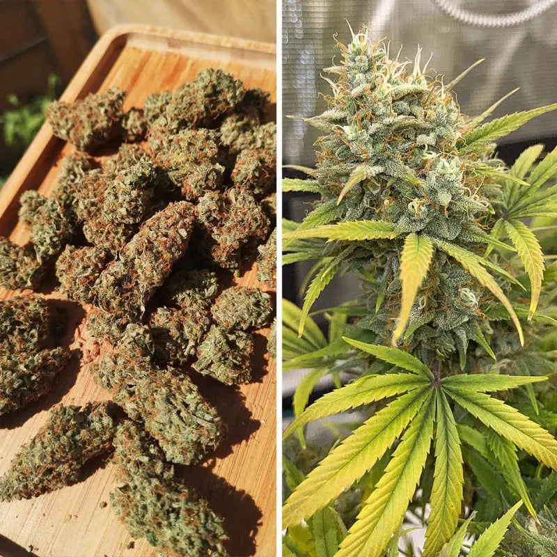 Auto Banana Blaze Dutch Passion