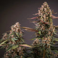 Auto Blackberry Kush Dutch Passion