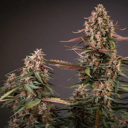 Auto Blackberry Kush Dutch Passion