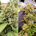 Auto Blueberry Dutch Passion