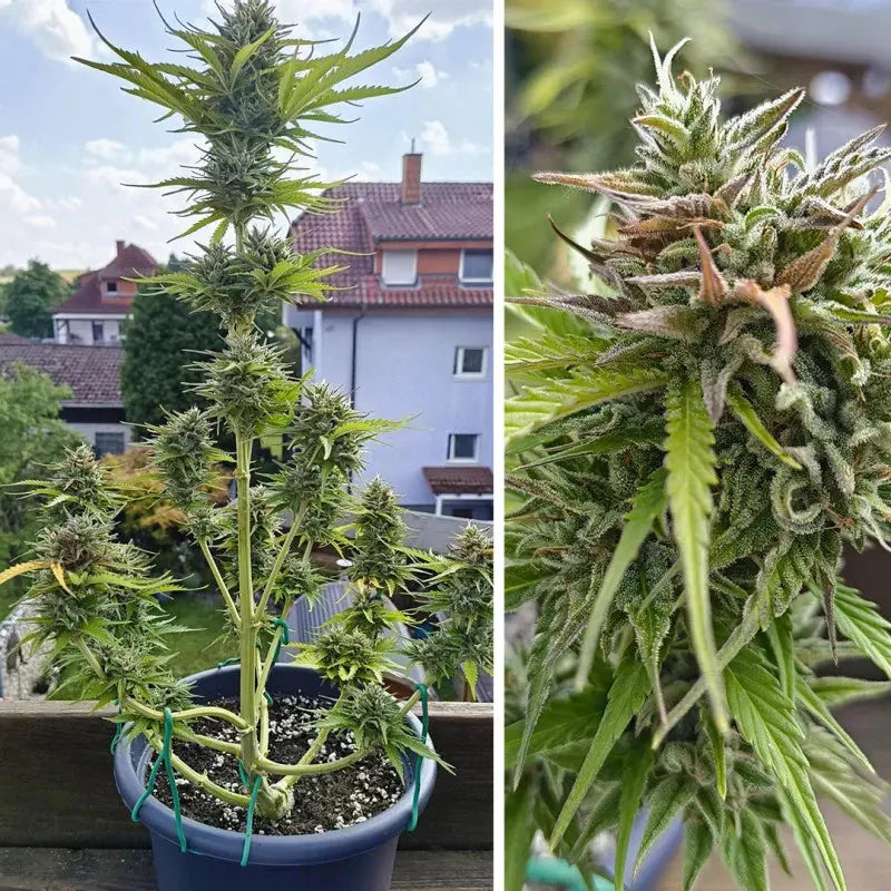 Auto Candy Bubatz XL Dutch Passion