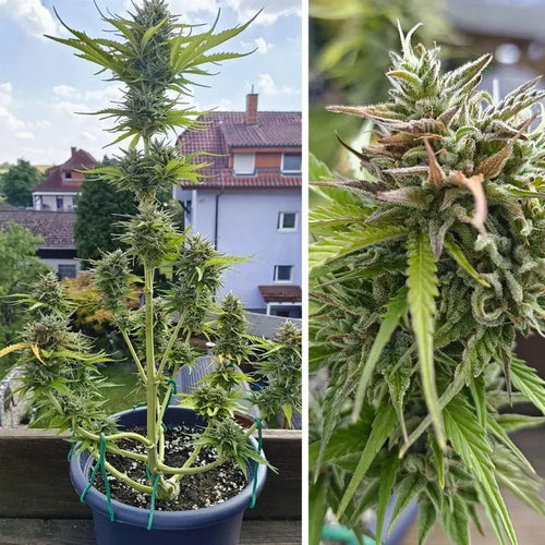 Auto Candy Bubatz XL Dutch Passion
