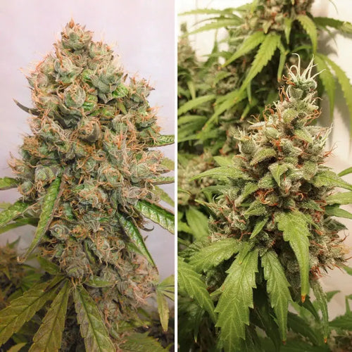 Auto Critical Orange Punch Dutch Passion