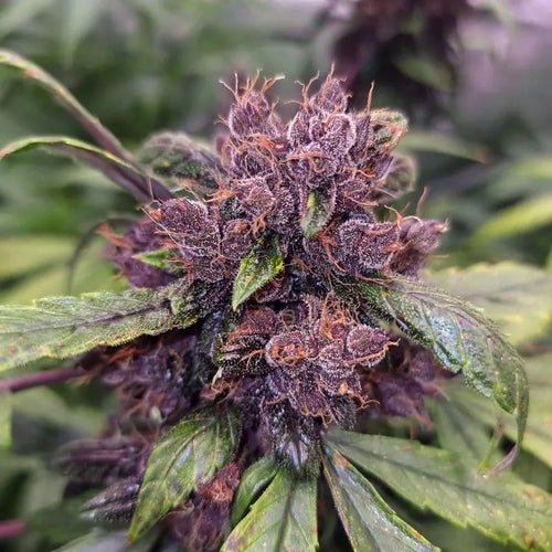 Auto Forbidden Cherry Dutch Passion