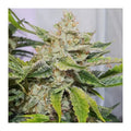 Auto Skywalker Haze Dutch Passion