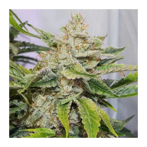 Auto Skywalker Haze Dutch Passion