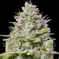 Blue Gelato 41 Barneys Farm