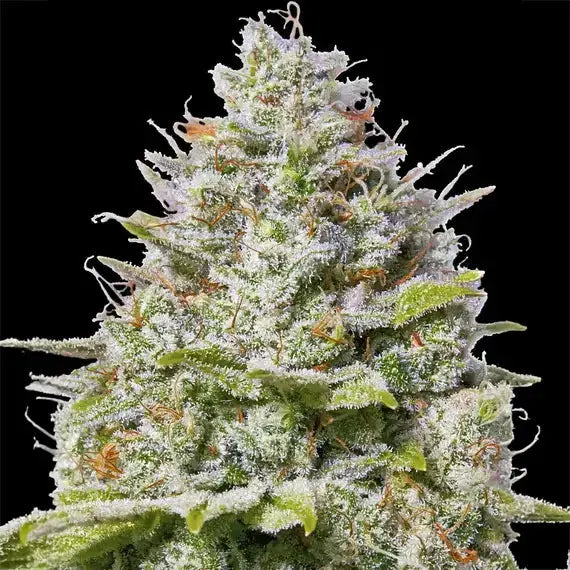Blue Gelato 41 Barneys Farm