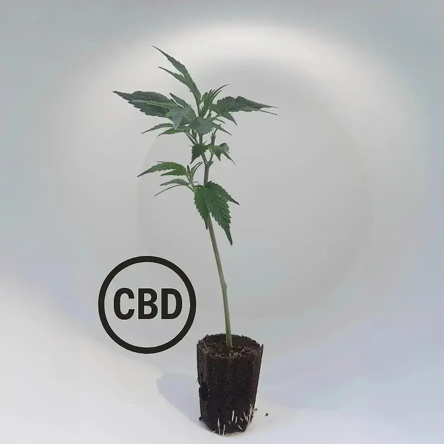 Blueberry Muffin TB Farming