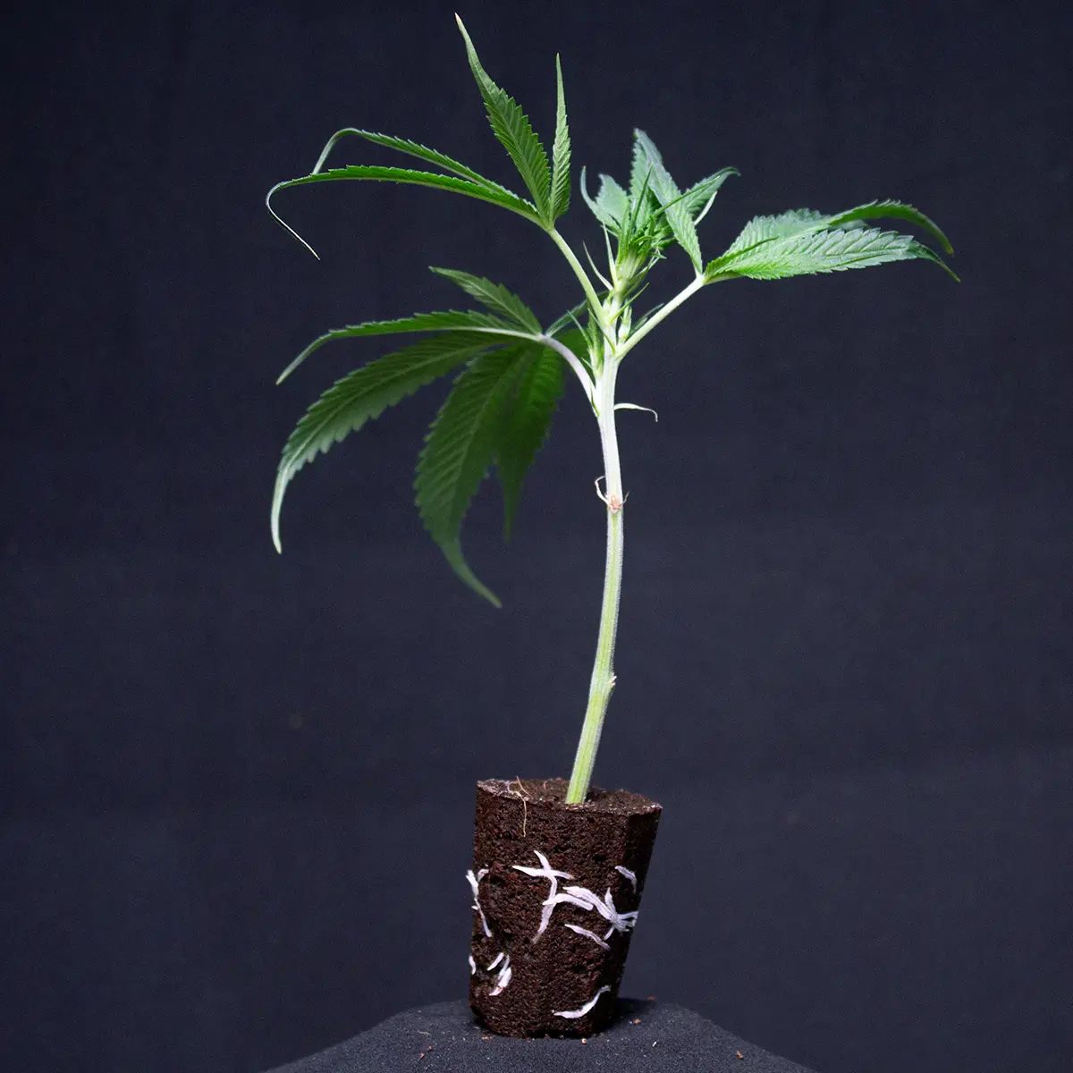 Critical Mass Guardians of Genetics