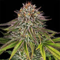 Critical Kush Barneys Farm