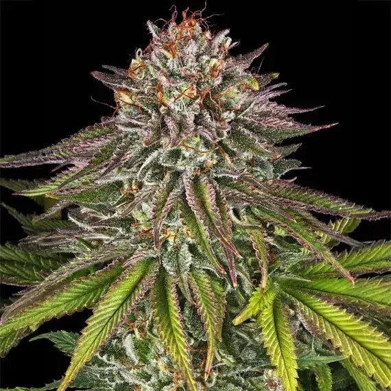 Critical Kush Barneys Farm
